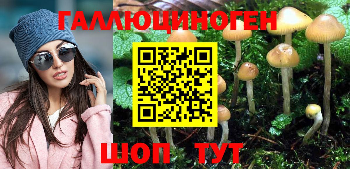 Псилоцибиновые грибы Psilocybe Видное